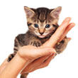 holding_kitten.jpg