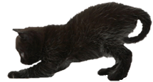 Image of a black kitty. 