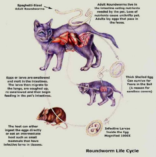 Roundworm_life_cycle_cats.jpg