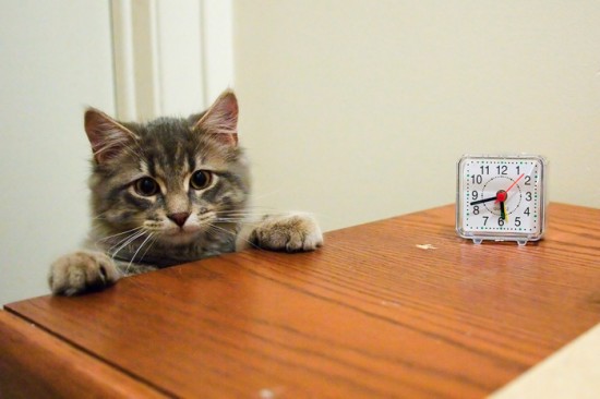 Cat looking at clock_1.jpg