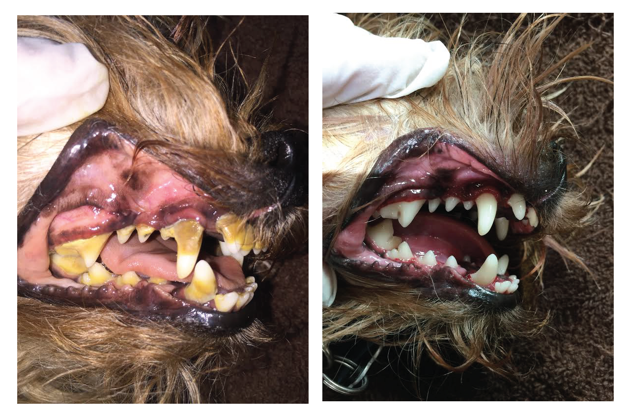 Dental-blog-before-and-after2.png