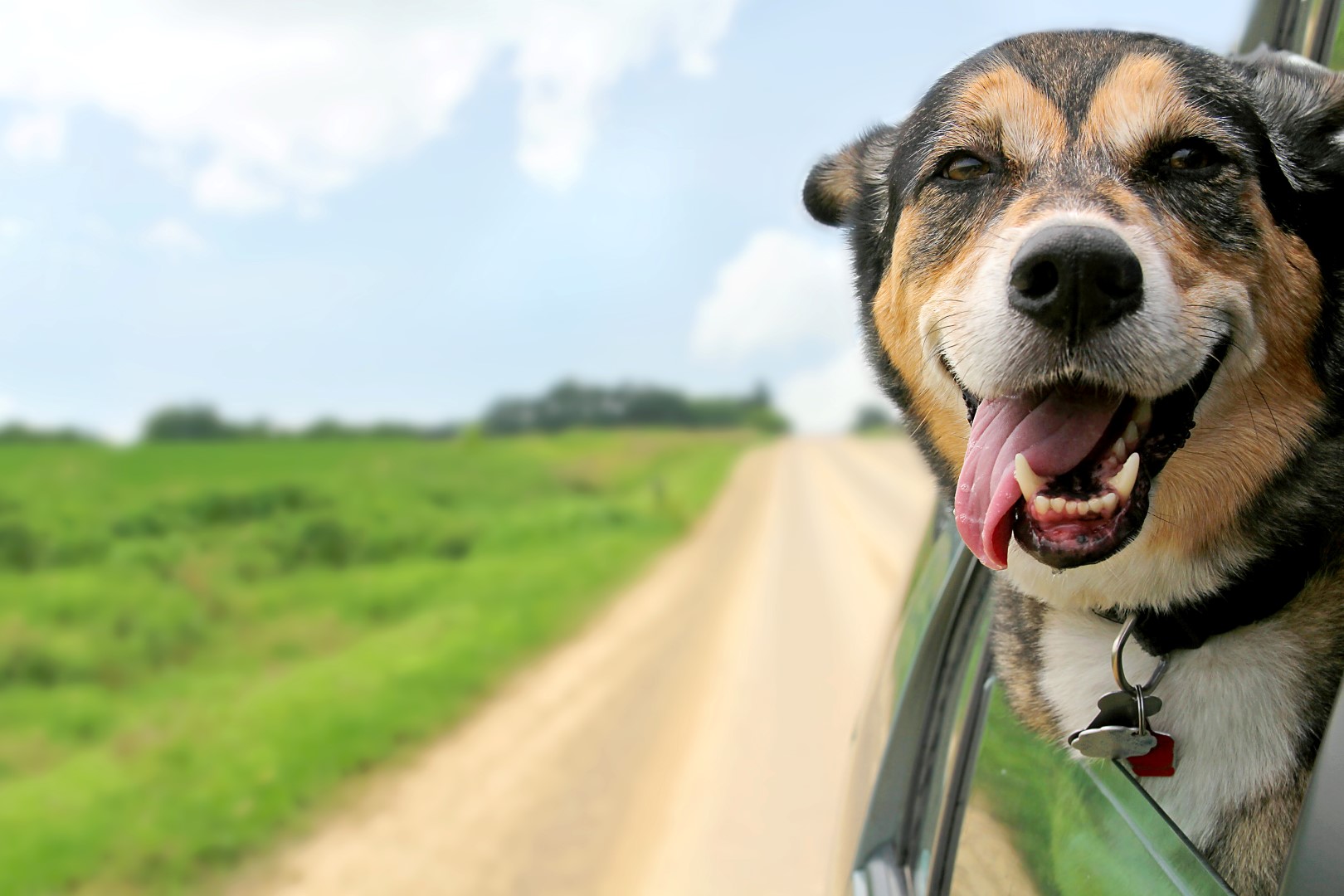 dog-smile-happy-Large.jpg