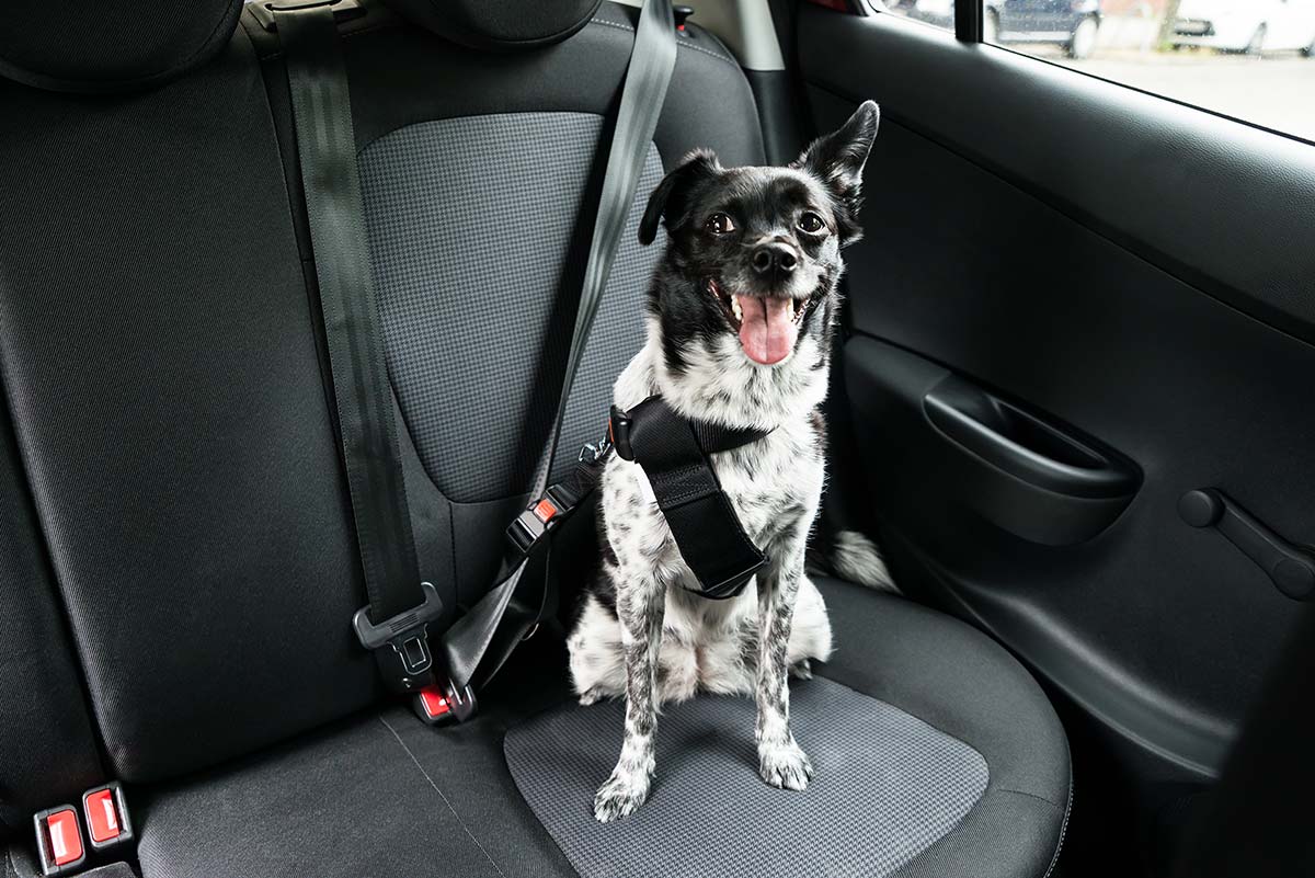 Dog riding in car