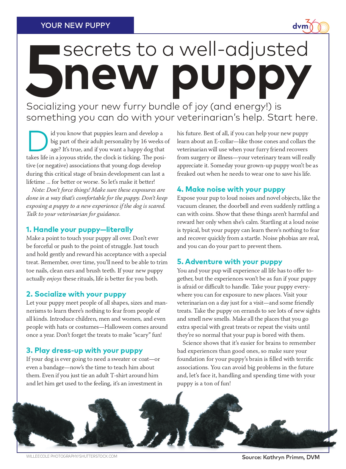 5 Secrets to a well-adjusted new puppy