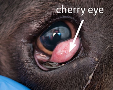 Cherry Eye