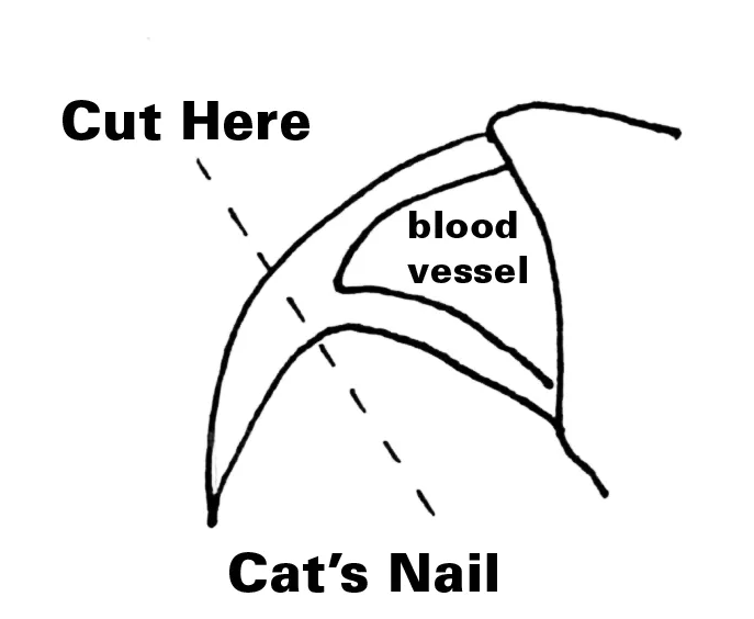 Cat Nail Trim 