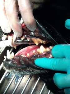 dental-3.jpg