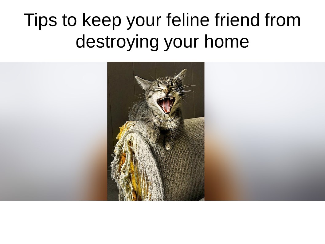 tips feline destroying home