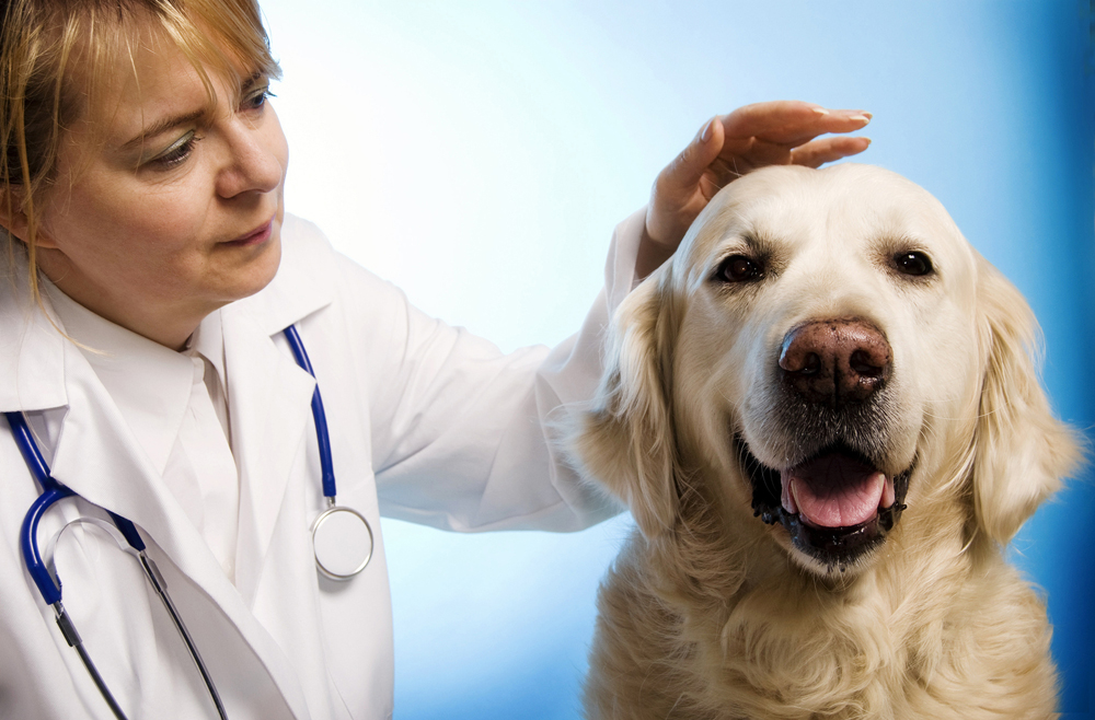 Veterinarian petting dog who did a great job handling surgery 