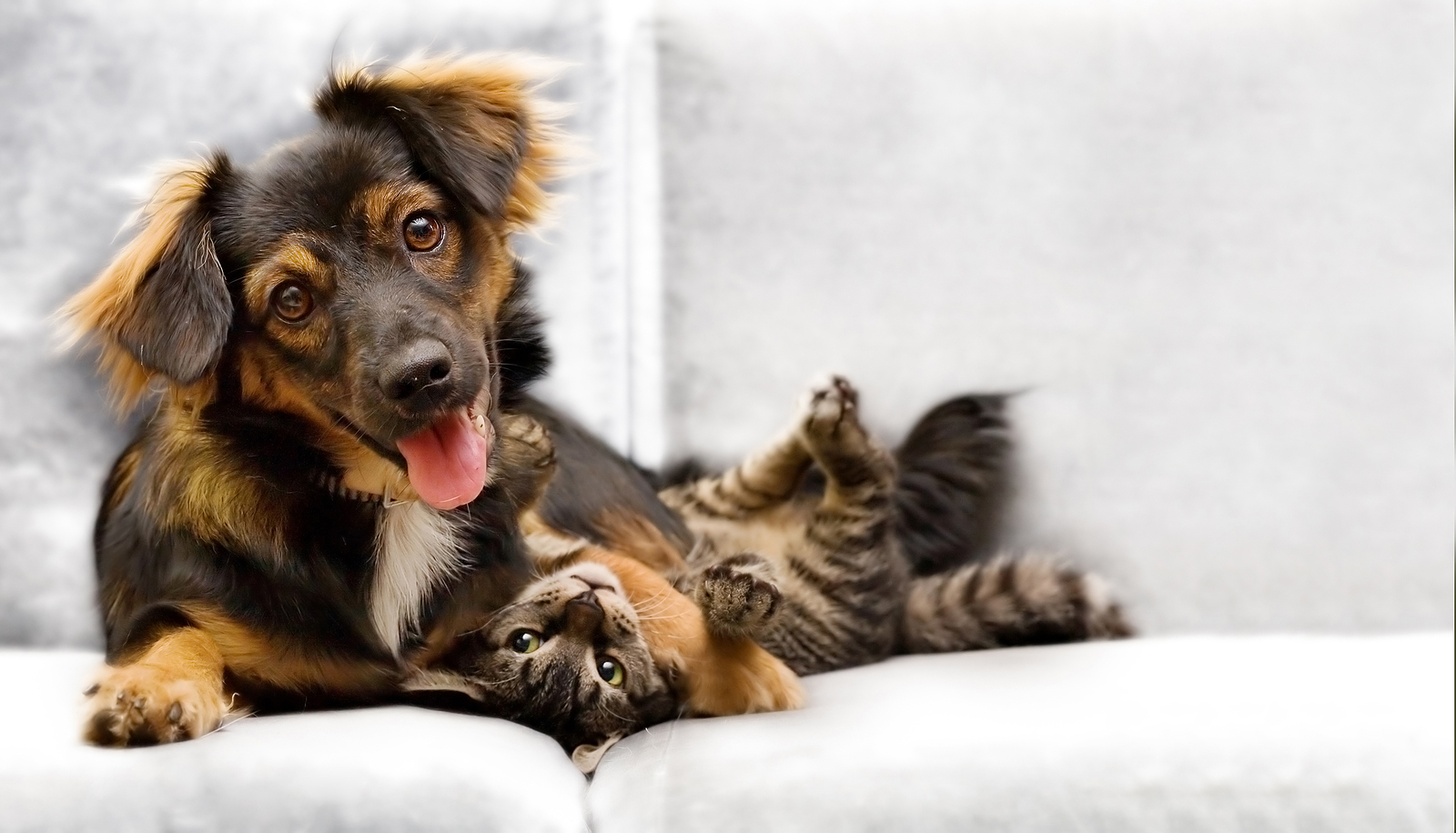 puppy and kitten that are playing with each other.