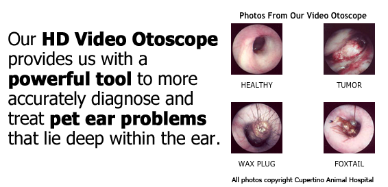 hd video otoscope examples