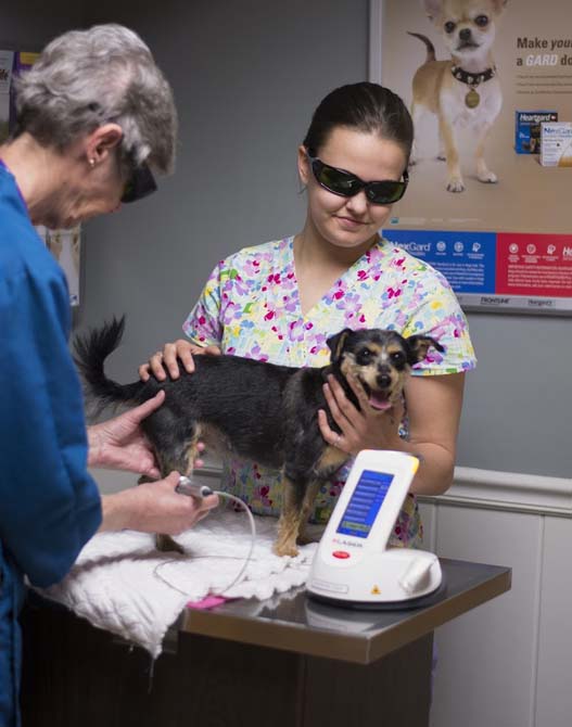 doctor performing laser therapy