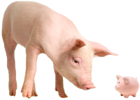 Image of a pig looking at a piggy bank, family animal medicine, owasso vet, veterinarian