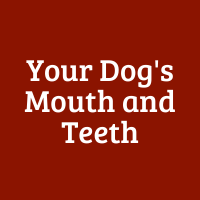 Your Dog's Mouth and Teeth