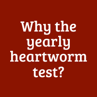 Why the Yearly Heartworm Test