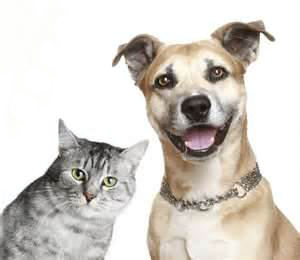 Dog-and-Cat_2014_vote_page.png