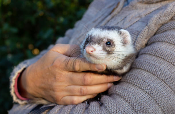 ferret