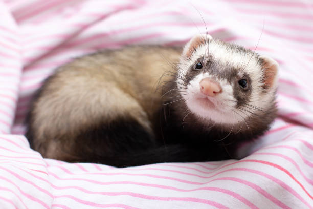 ferret2