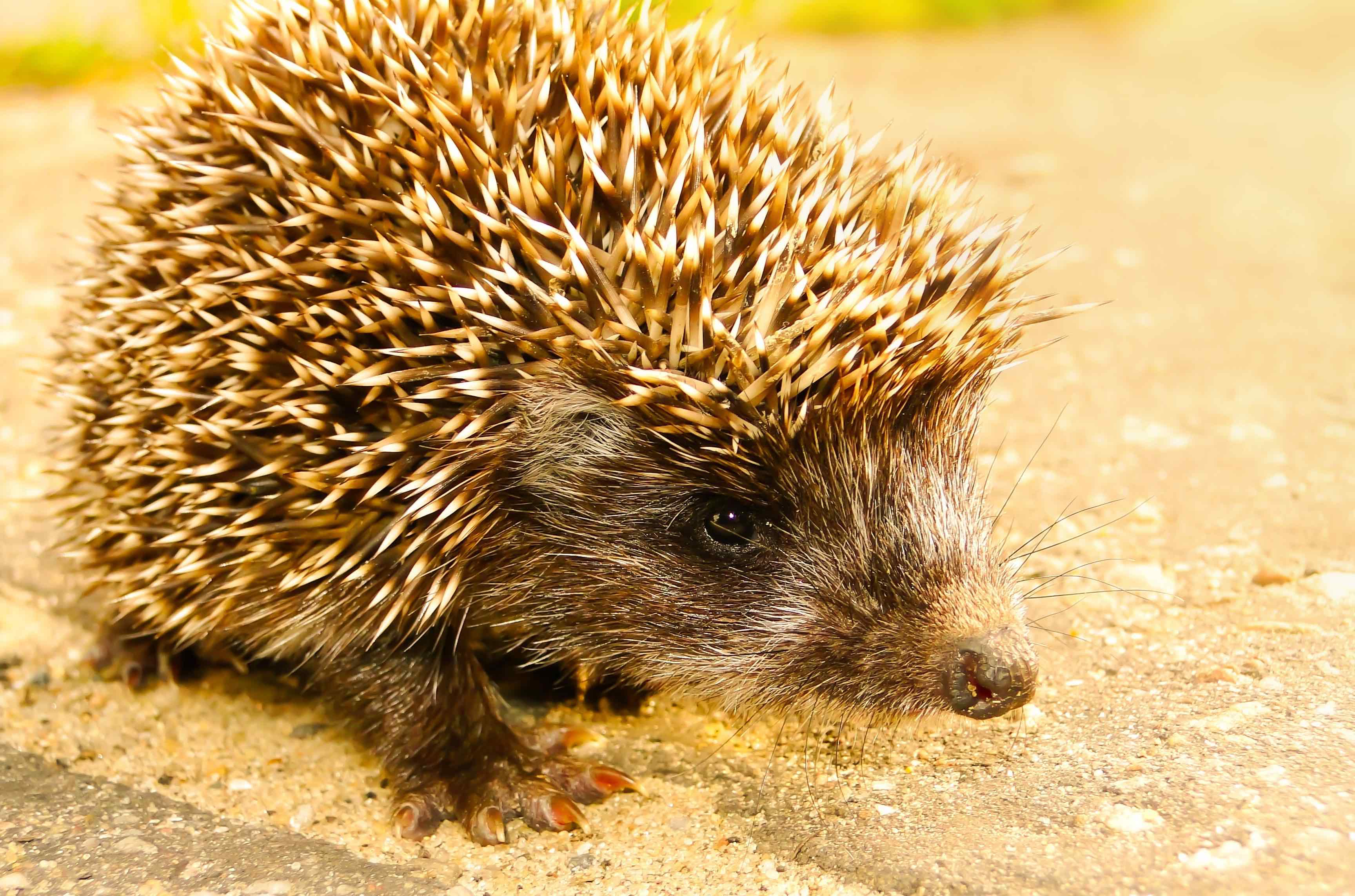 hedgehog