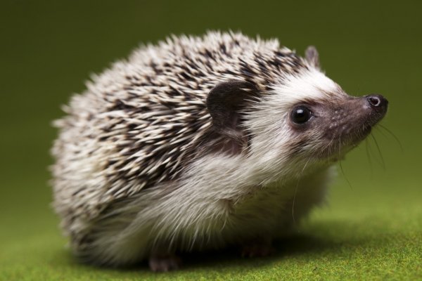 hedgey