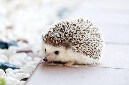 hedgey