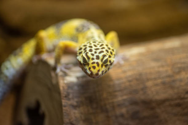 gecko