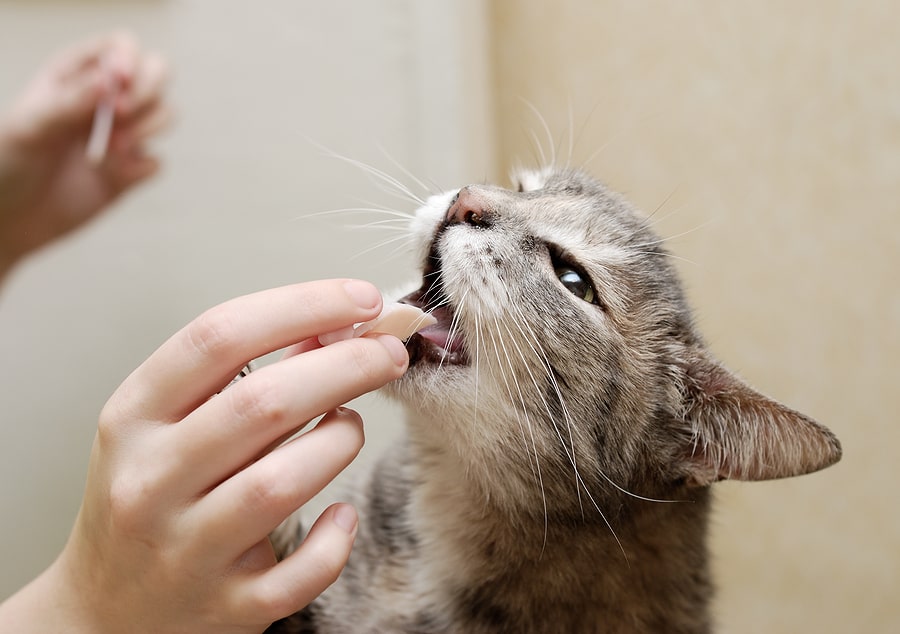 cat biting a piece of food in persons hand