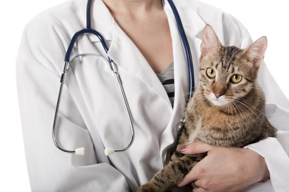 At All About Cats, our Las Vegas veterinarian team recommends having every cat spayed or neutered, ideally in their first year