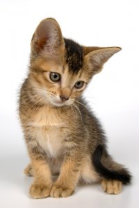 All About Cats Veterinary Hospital Cat Adoptions