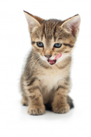 cat veterinarian in Las Vegas focuses on cat dental care.jpg