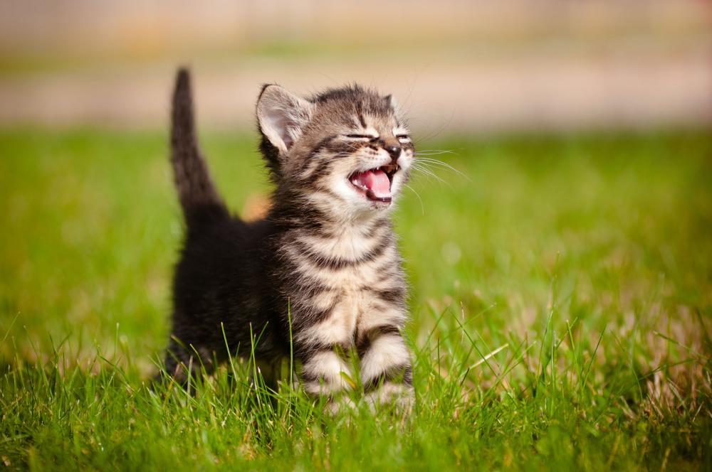 Kitten with an open mouth