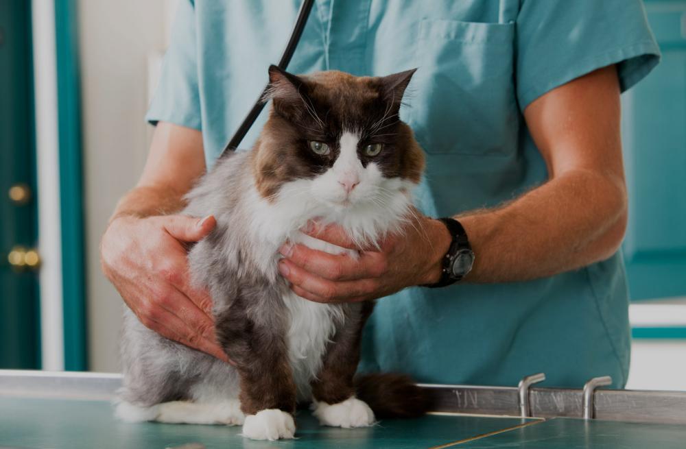 cat with a veterinarian in Las Vegas being tested for cat kidney disease