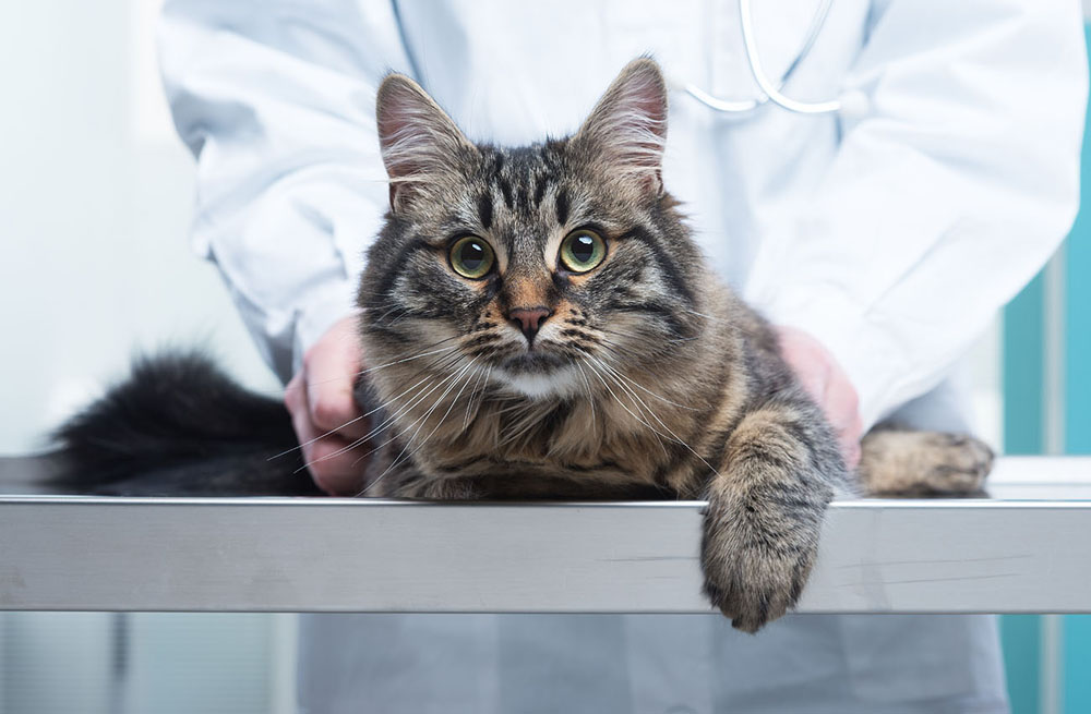 cat with cat veterinarian getting tested for feline asthma