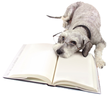 A photo of a dog sniffing a book
