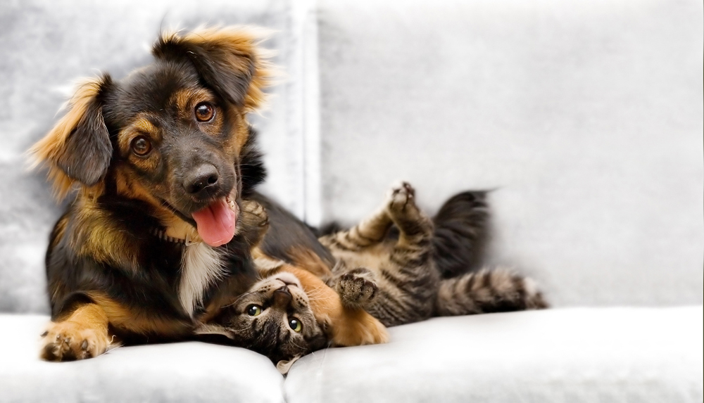 dog and cat laying on a sofa waiting for their mobile house call veterinarian