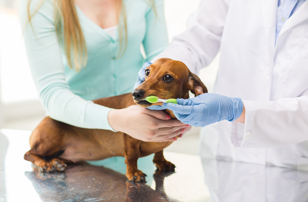 Veterinarian and Pet Owner brushing dogs teeth