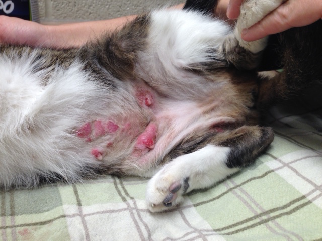 Wounds on a cat prior to laser therapy
