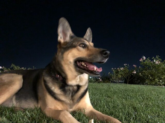 German Shephard female