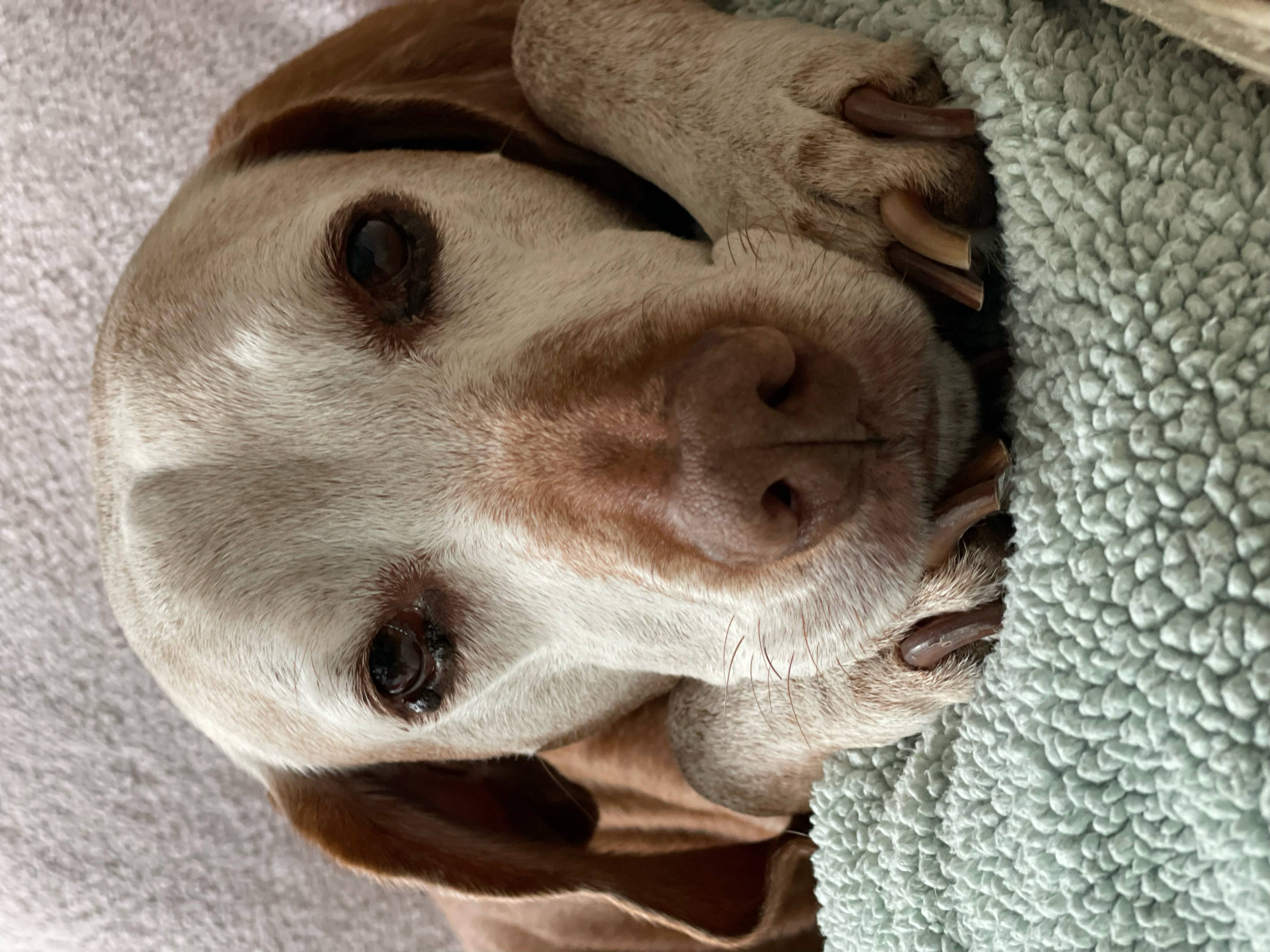 senior yellow labrador retriever