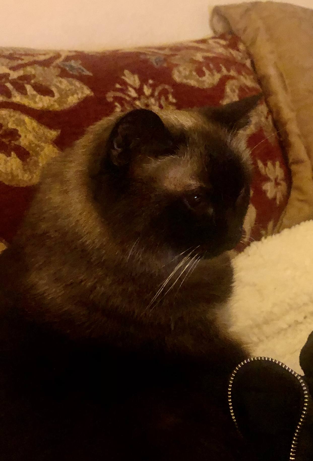 chocolate point siamese cat