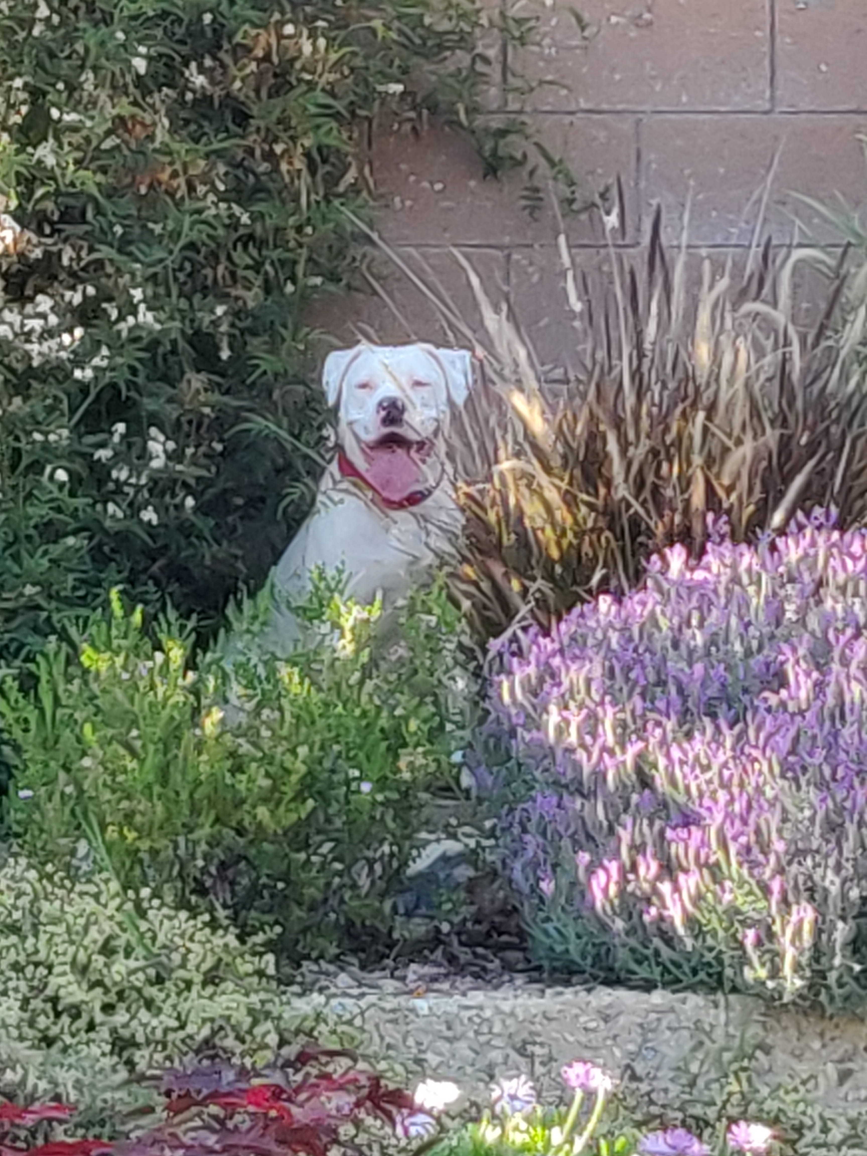 American bull terrier