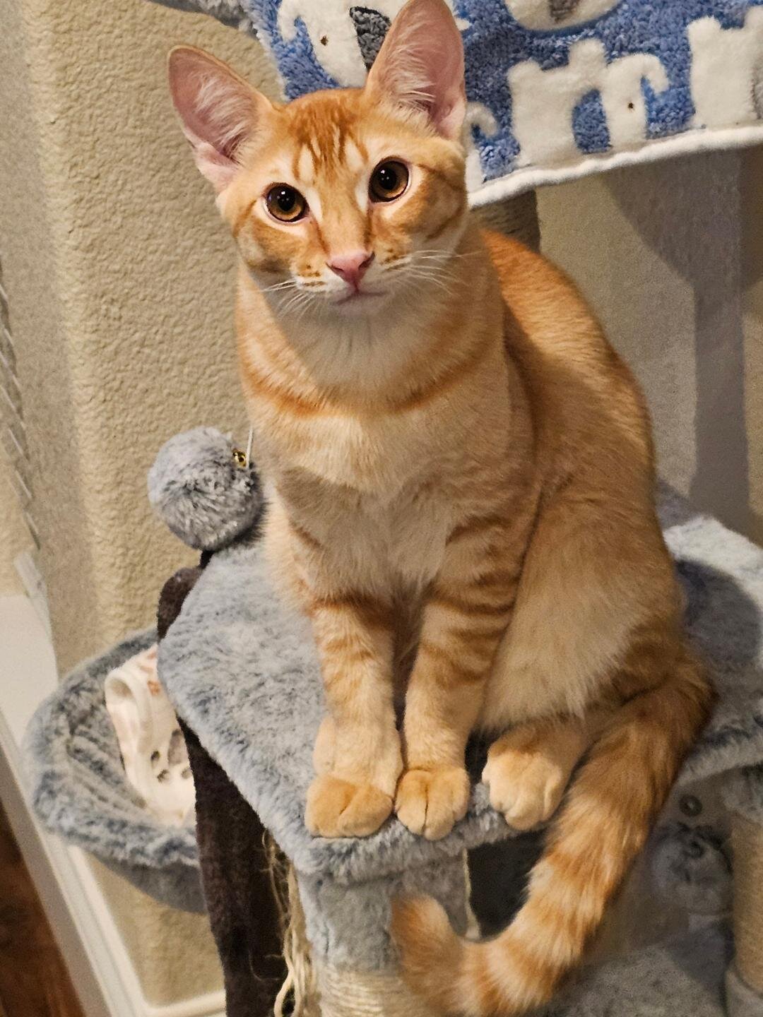 male orange tabby cat