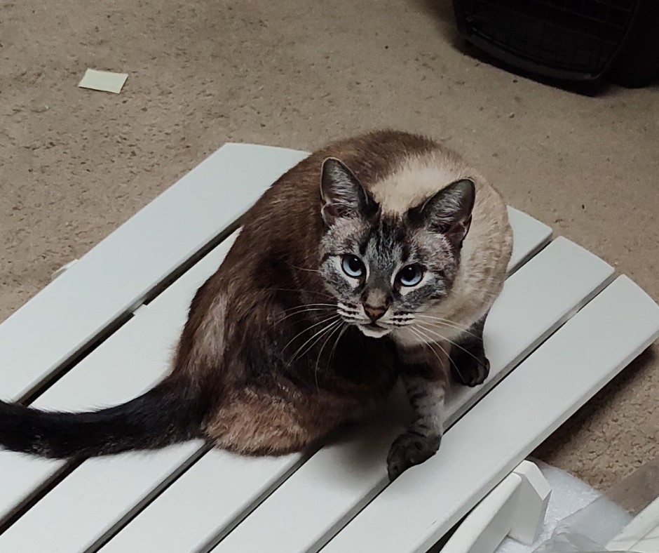 Siamese tabby mix cat