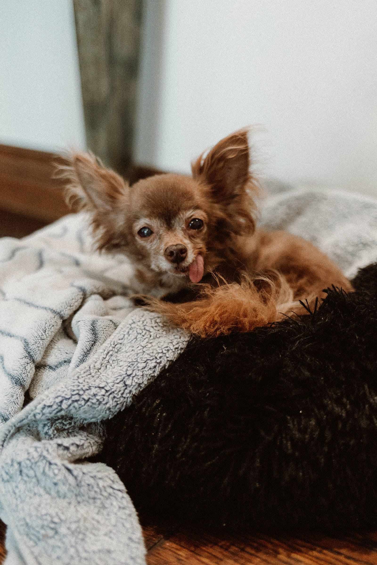 senior long haired brown chihuahua