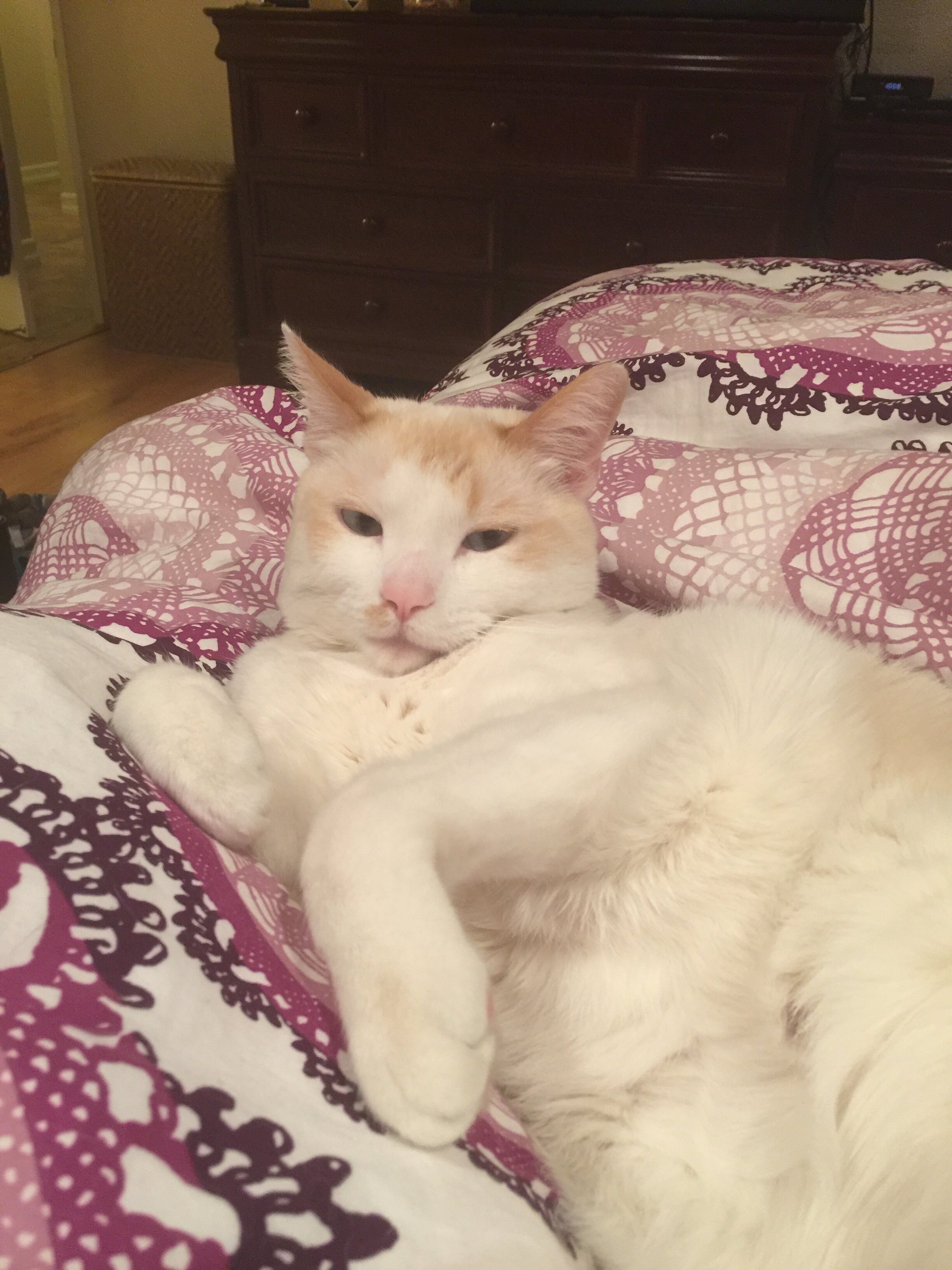 domestic shorthair cat