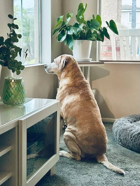 senior yellow labrador