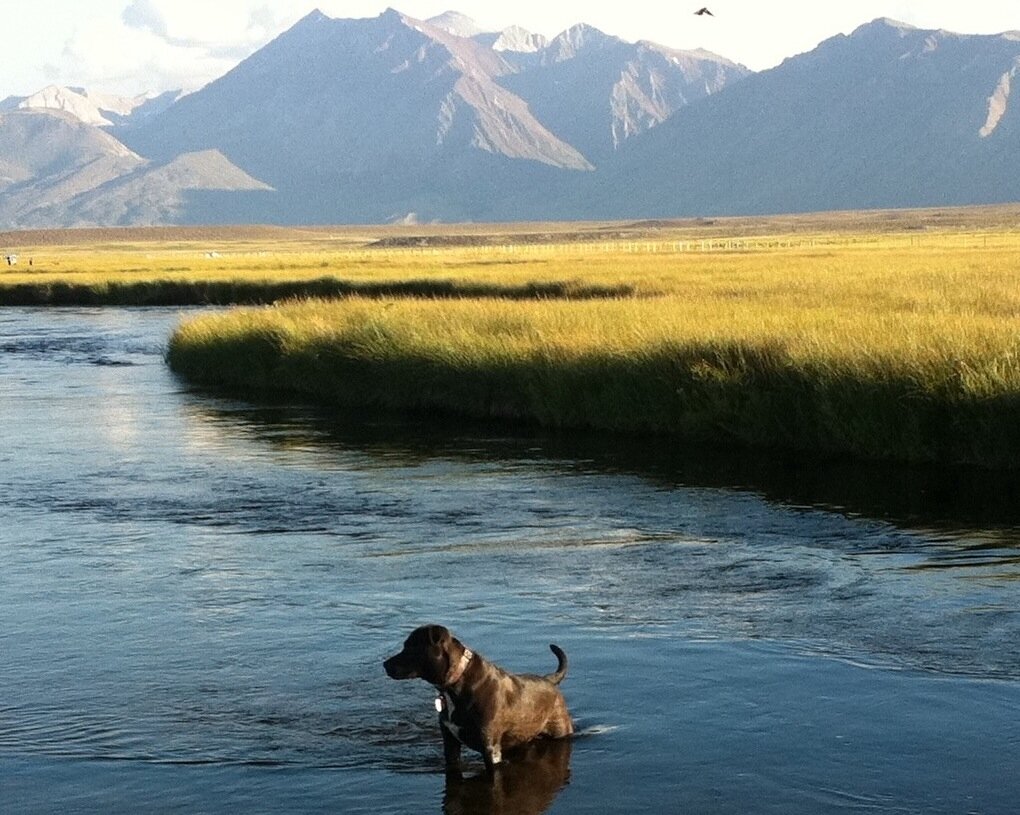 dog in river