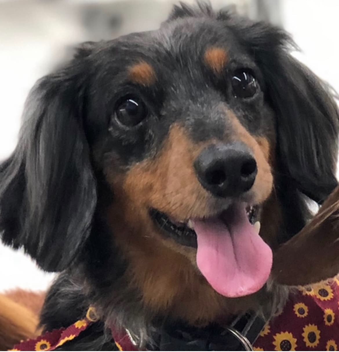 Long haired dachshund