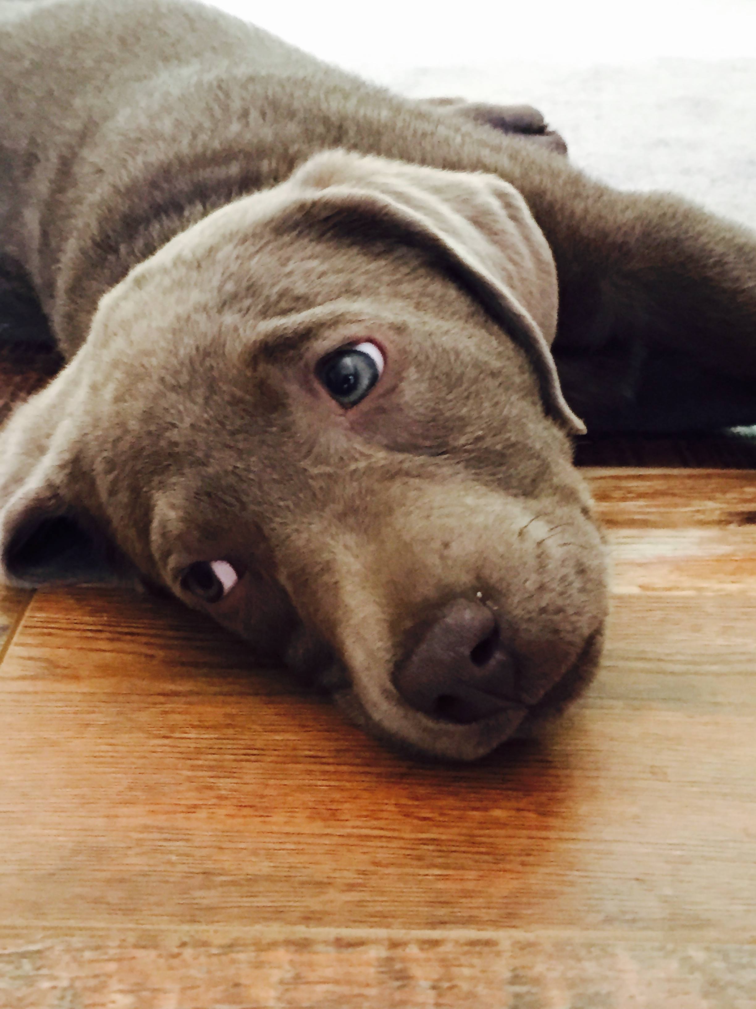 Blue labrador retriever pup