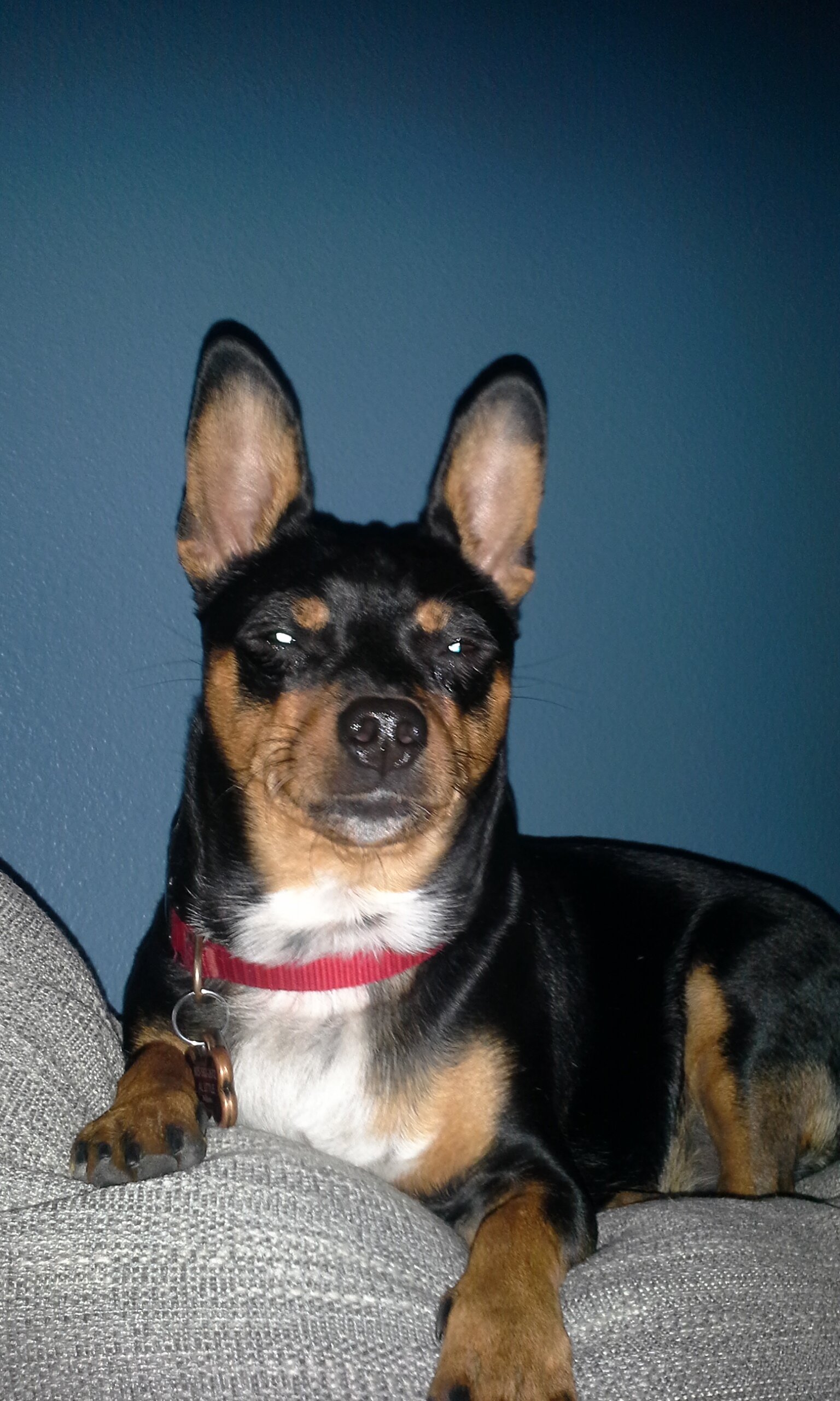 Tricolored Chihuahua male